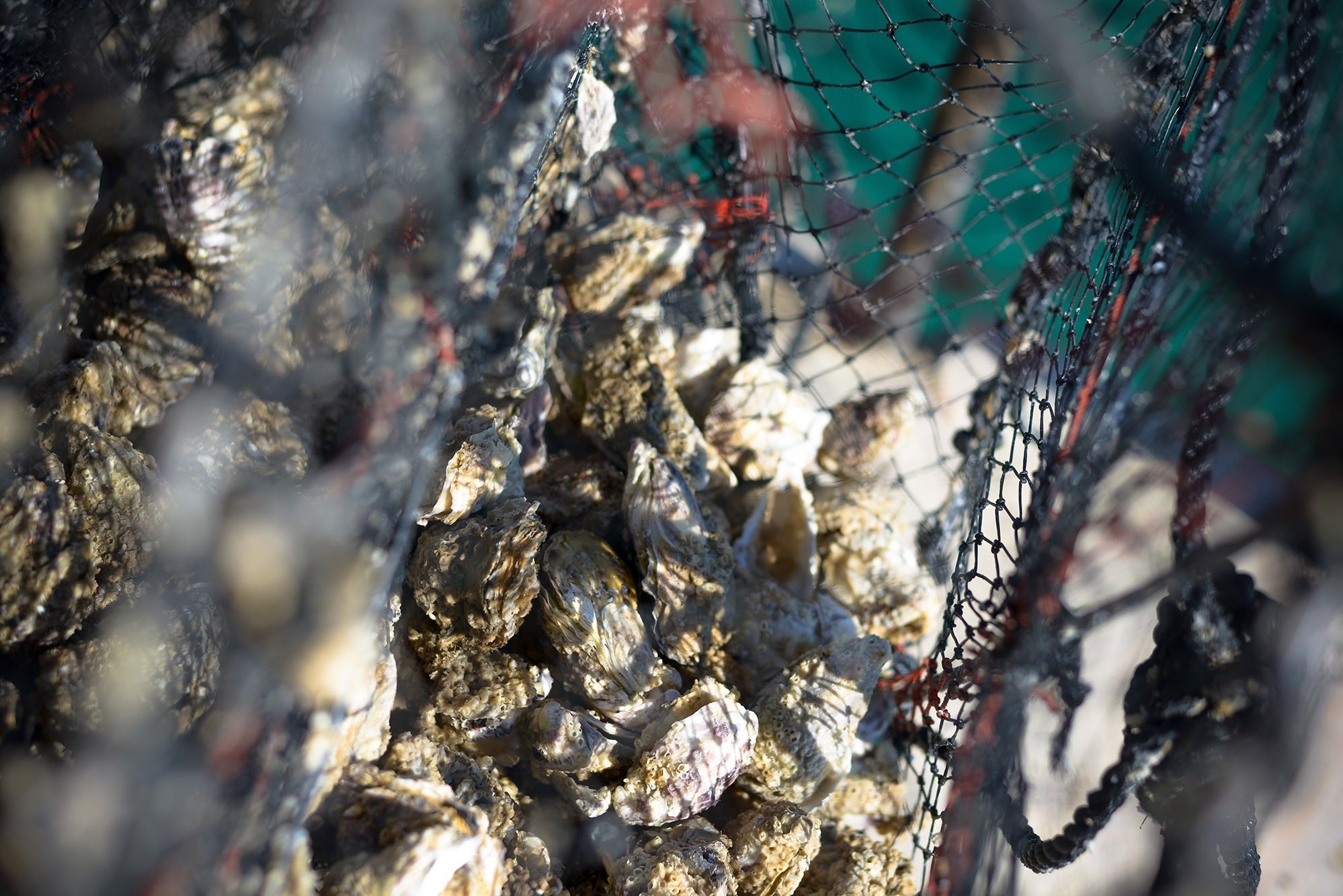 Net with Fresh Bulgarian Oysters - Crassostrea Gigas